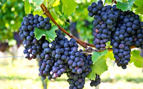 产后喝水会发胖吗 产后喝水有什么标准