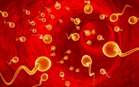 精子hds就是畸形率高吗