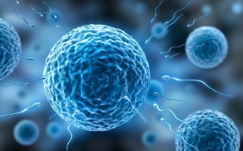 精子不成熟造成畸形率高