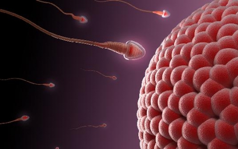 精子活动率高但是畸形率高