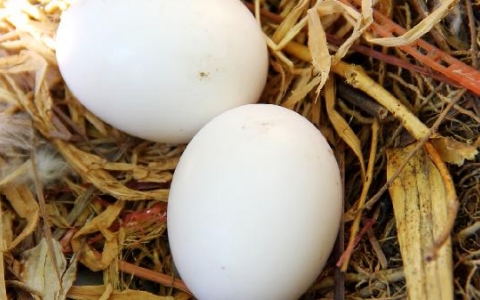 蛋鸭衣原体病感染的症状