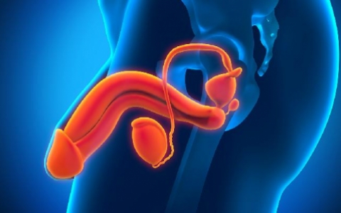 阳痿早泄是什么意思