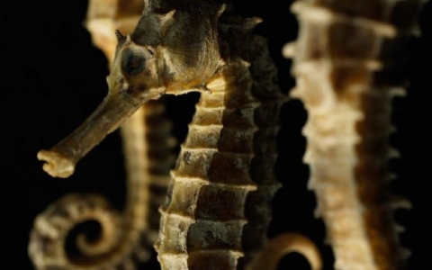 硬度不够时间短怎么调理