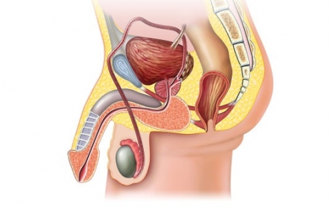 男性不孕不育的症状是什么? 男性不孕不育几率有多大?