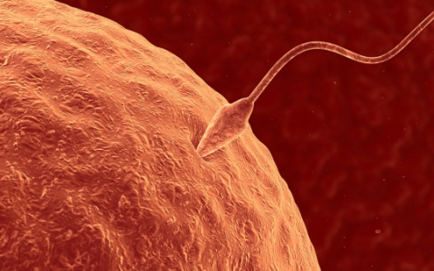 备孕男性如何提高精子活力？哪些食物可以提高男性精子活力？