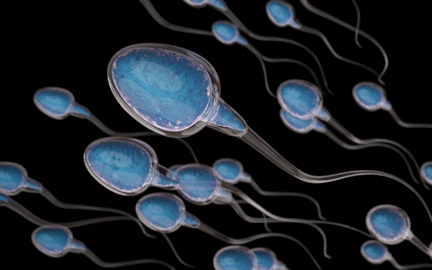 免疫性不怀孕的人切断了精子