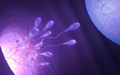 三种精子畸形会影响生育 四大诱因要小心！
