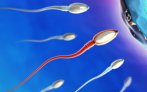 精子不液化会影响生育能力