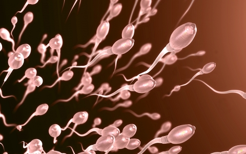 睾丸异常经常导致不孕不育