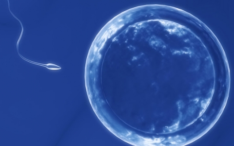 提高性能 保护生育