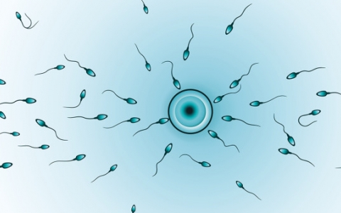 男性畸形精子的主要诊断方法是什么？