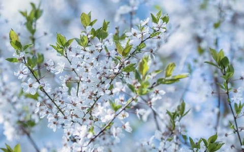 白梅花和玫瑰花泡水喝可以消结节吗