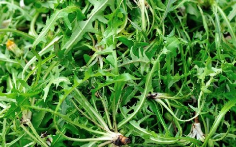 39.3吃什么退烧药