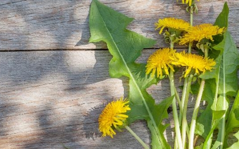 清热解毒退烧的药有哪些