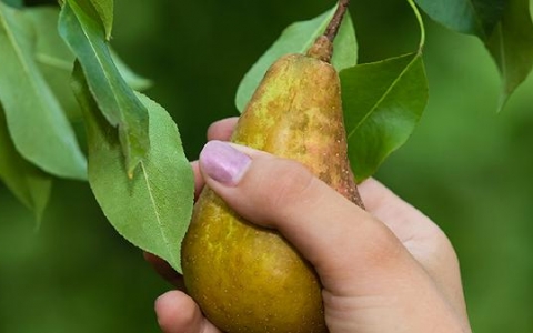 低烧不断该如何快速处理？