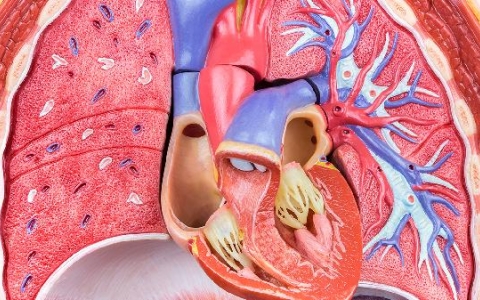 为什么跑两分钟心脏骤停？