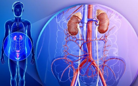 双侧输尿管不扩张怎么办