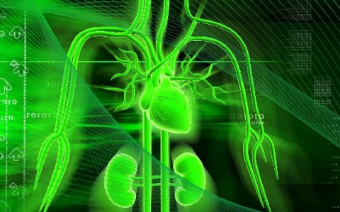 肾六味中的六味是哪六味