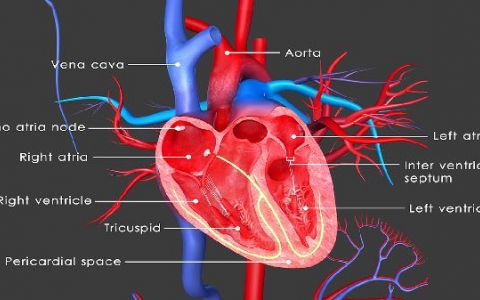 吸进去的烟会进入血液吗