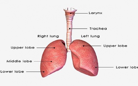 肺结节ct可以餐后做吗