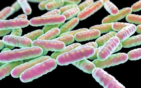 大便干便血吃那种益生菌