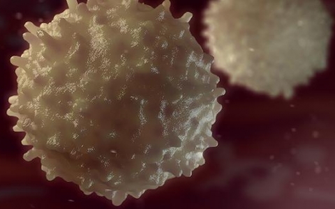 胃粘膜上皮属于哪种上皮