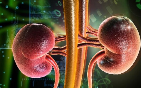 佐匹克隆对肝肾损伤大吗