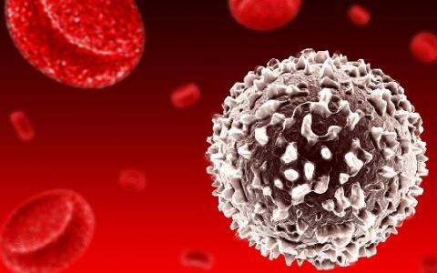 怎么升白细胞和中性粒细胞