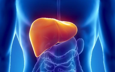 恢复肝损伤的食物