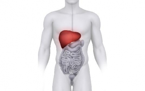 吃什么食物对胆囊好