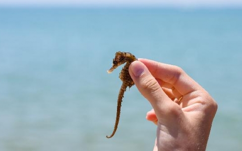 三岁宝宝肠胃消化不好积食怎么调理