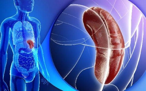 生理性脾大是什么原因