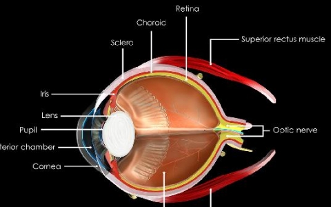 儿童黄斑病早期症状