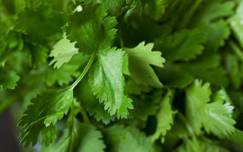 冬季食香菜助你消食下气防感冒