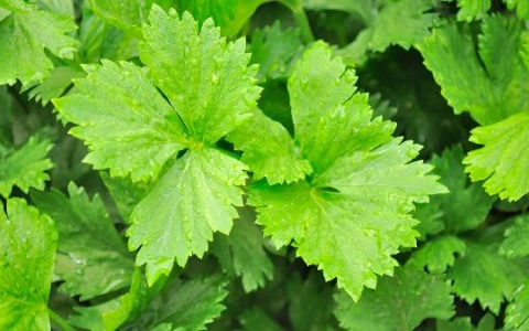 怎样喝芹菜汁降血压效果好