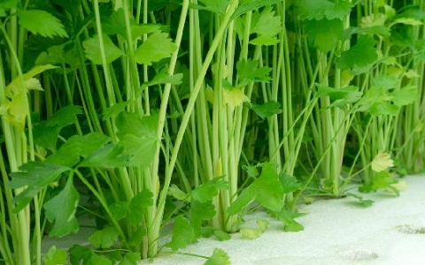 芹菜为什么降血压血管恢复弹性
