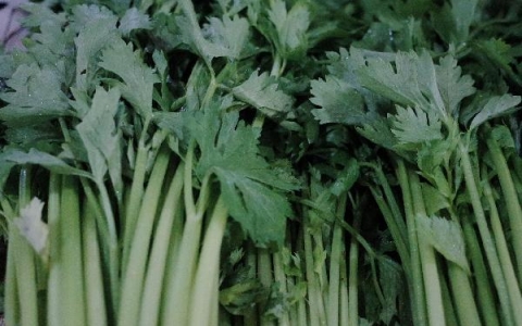 芹菜根茎叶哪个部位是降血压的