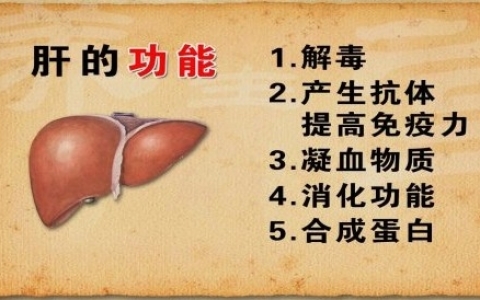 吃什么食物养肝